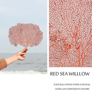 Naturale Scoică Marea Roșie Salcie Mare Copac De Fier Submarin Coral Tree Încadrată Decor Acasă Rama Foto Decor De Amenajare A Teritoriului